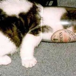 Humour de Bière chat de biére